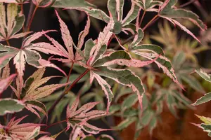 Acer palmatum 'Shirazz'? - 2 Ltr pot - image 5