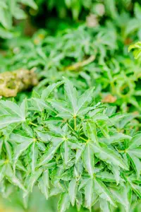 Acer palmatum 'Shishigashira' - SOLITAIR 125-150 CM RB - image 5