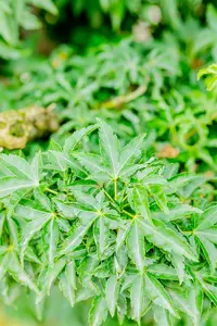 Acer palmatum 'Shishigashira' - 30-40 CM C4 - image 5