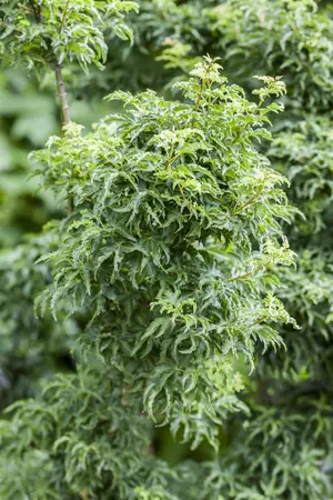 Acer palmatum 'Shishigashira' - 40-50 CM C4 - image 2