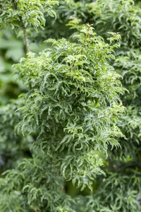 Acer palmatum 'Shishigashira' - 2 Ltr pot - image 2