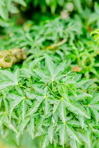 Acer palmatum 'Shishigashira' - Liners bare root - image 5