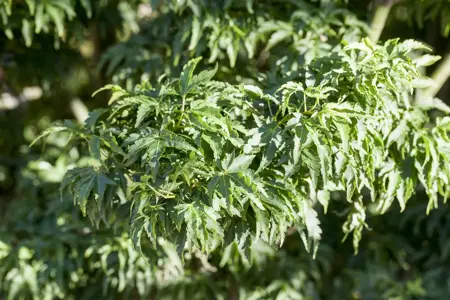 Acer palmatum 'Shishigashira' - 25-30 CM C3 - image 1