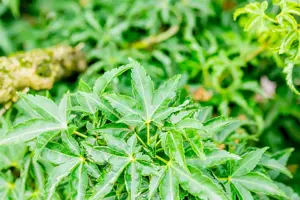 Acer palmatum 'Shishigashira' - SOLITAIR 100-125 CM RB - image 4