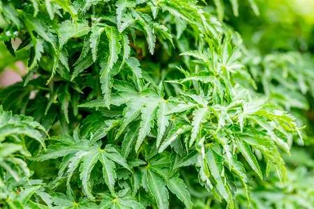 Acer palmatum 'Shishigashira' - 40-50 CM C4 - image 3
