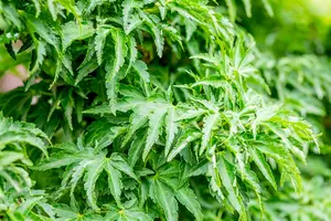 Acer palmatum 'Shishigashira' - 100-125 CM C25 - image 3