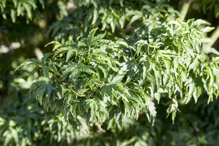 Acer palmatum 'Shishigashira' - Liners bare root - image 1