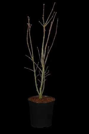 Acer palmatum 'Skeeters Broom' - 50-60 CM RB - image 1