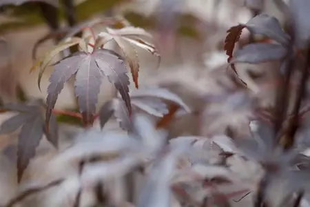 Acer palmatum 'Skeeters Broom' - 150-175 CM C30 - image 4