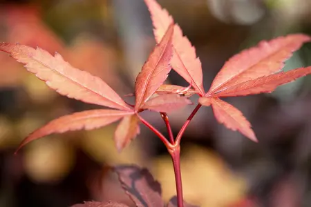 Acer palmatum 'Skeeters Broom' - 60 CM STEM C20 - image 5