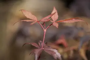 Acer palmatum 'Skeeters Broom' - 80-100 CM RB - image 4