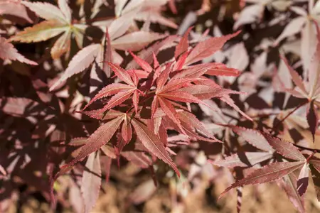 Acer palmatum 'Skeeters Broom' - SOLITAIR 150-175 CM RB - image 1