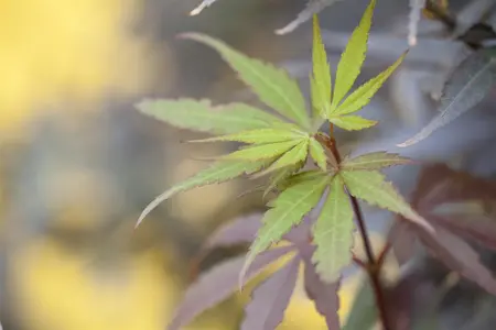 Acer palmatum 'Skeeters Broom' - 90 CM STEM C10 - image 2