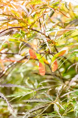 Acer palmatum 'Stella Rossa' - 50-60 CM C7.5 - image 3