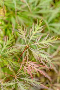 Acer palmatum 'Stella Rossa' - 50-60 CM C7.5 - image 4