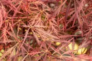 Acer palmatum 'Stella Rossa' - 50-60 CM C7.5 - image 5