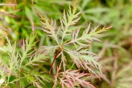 Acer palmatum 'Stella Rossa' - 50-60 CM RB - image 1