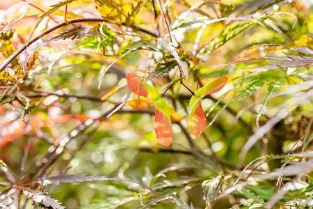 Acer palmatum 'Stella Rossa' - 80-100 CM RB - image 2