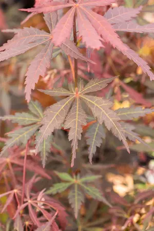 Acer palmatum 'Sumi-nagashi' - 80-100 CM C12 - image 4