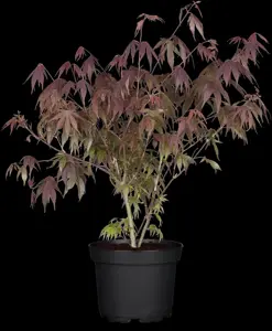 Acer palmatum 'Sumi-nagashi' - 80-100 CM C7.5 - image 1