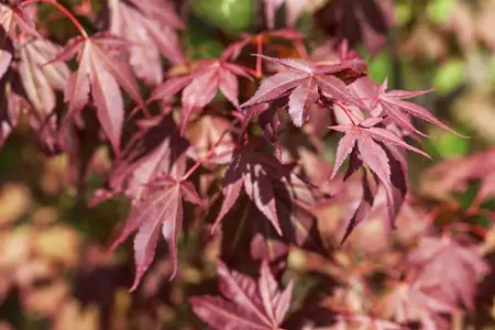Acer palmatum 'Sumi-nagashi' - 125-150 CM C20 - image 2