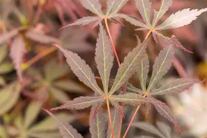 Acer palmatum 'Sumi-nagashi' - P9 - image 4