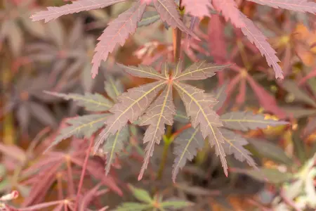 Acer palmatum 'Sumi-nagashi' - P9 - image 5