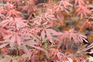 Acer palmatum 'Sumi-nagashi' - 80-100 CM C12 - image 5