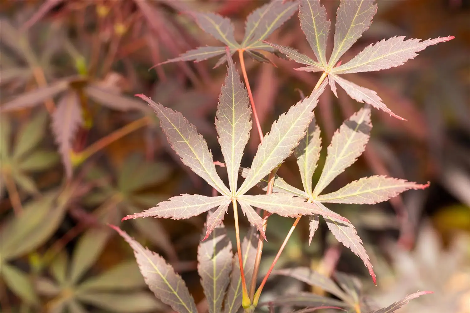 Acer palmatum 'Sumi-nagashi' - 30-40 CM C2