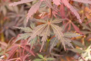 Acer palmatum 'Sumi-nagashi' - 30-40 CM C2 - image 3