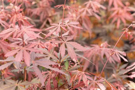 Acer palmatum 'Sumi-nagashi' - 30-40 CM C2 - image 5