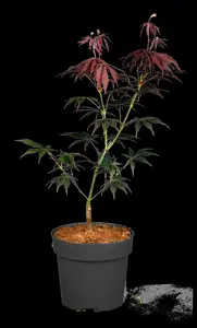 Acer palmatum 'Sumi-nagashi' - 100-125 CM C10 - image 4