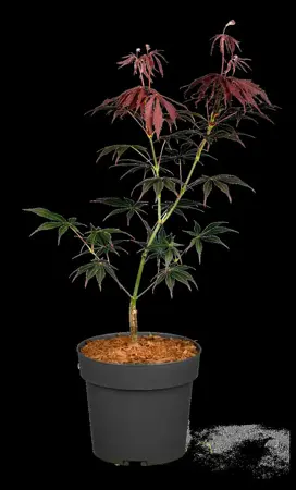 Acer palmatum 'Sumi-nagashi' - 150-175 CM C20 - image 4