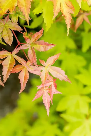 Acer palmatum 'Summer Gold' - 100-125 CM C7.5 - image 4