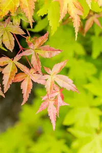 Acer palmatum 'Summer Gold' - P9 - image 4