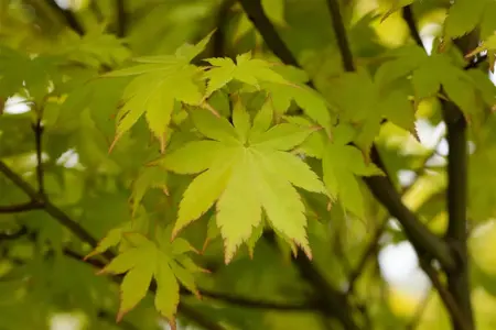 Acer palmatum 'Summer Gold' - 3 Ltr pot - image 1