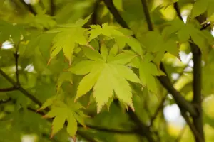 Acer palmatum 'Summer Gold'