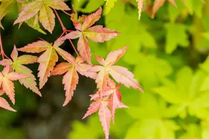 Acer palmatum 'Summer Gold' - 3 Ltr pot - image 3