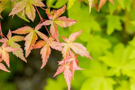 Acer palmatum 'Summer Gold' - 125-150 CM C30 - image 3