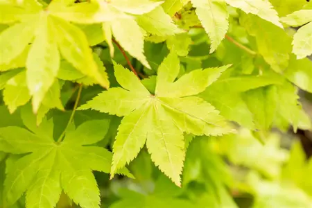 Acer palmatum 'Summer Gold' - 125-150 CM C30 - image 5