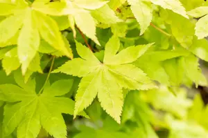 Acer palmatum 'Summer Gold' - 125-150 CM C30 - image 5