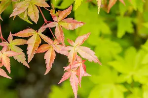 Acer palmatum 'Summer Gold' - 150-175 CM C20 - image 3