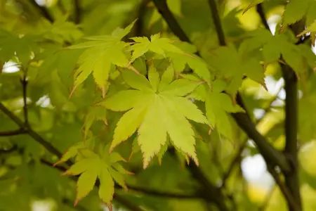 Acer palmatum 'Summer Gold' - P9 - image 1