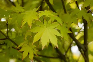 Acer palmatum 'Summer Gold'