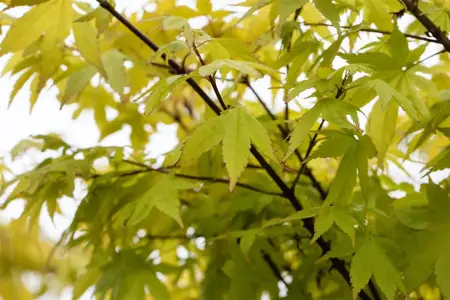 Acer palmatum 'Summer Gold' - 125-150 CM C30 - image 2