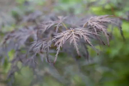 Acer palmatum 'Tamukeyama' - 40-50 CM C5 - image 2
