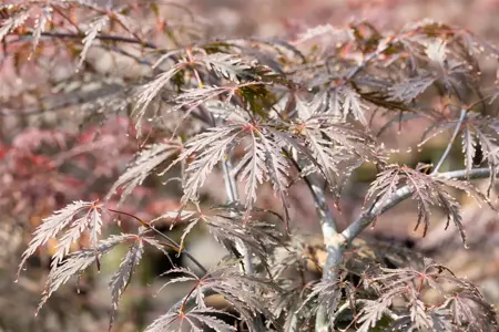 Acer palmatum 'Tamukeyama' - 60 CM STEM 10L - image 3
