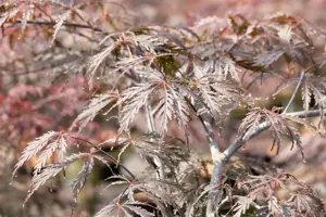 Acer palmatum 'Tamukeyama' - 60 CM STEM 10L - image 3