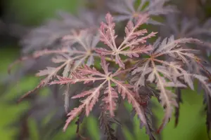 Acer palmatum 'Tamukeyama' - 175-200 CM C180 - image 1