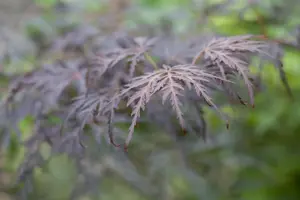 Acer palmatum 'Tamukeyama' - 175-200 CM C180 - image 2